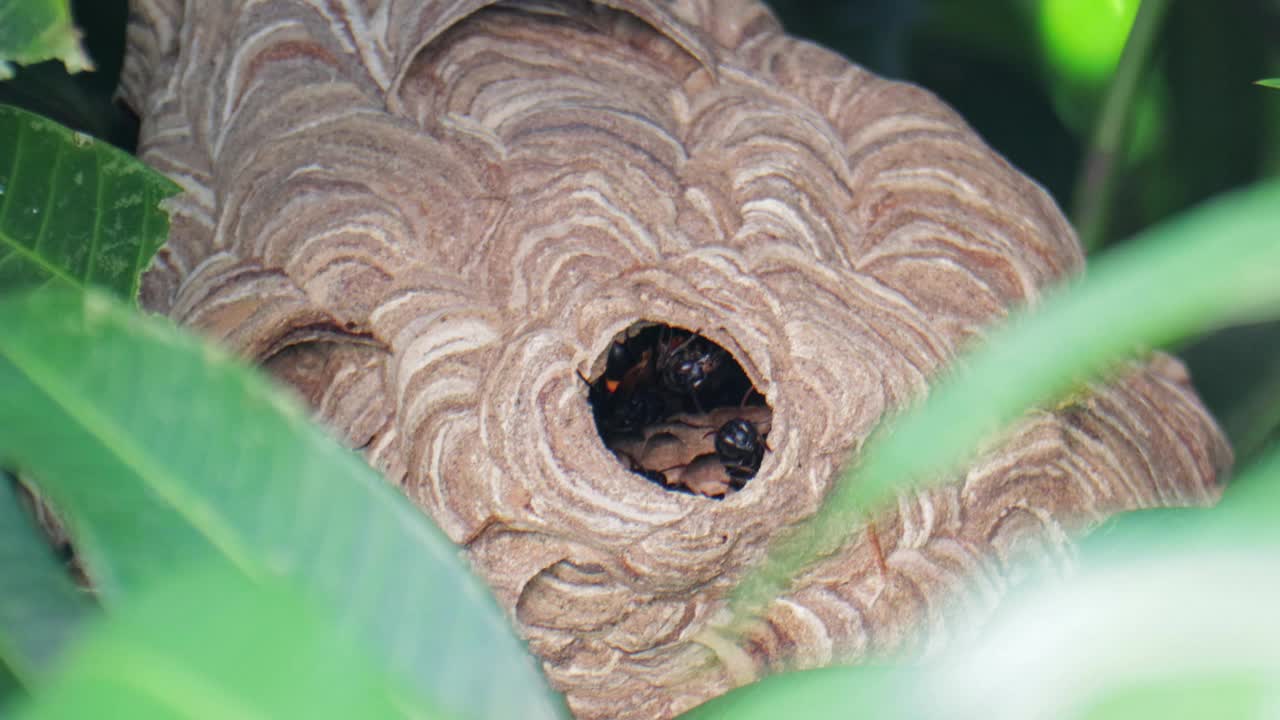 大黄蜂在树上筑巢视频下载
