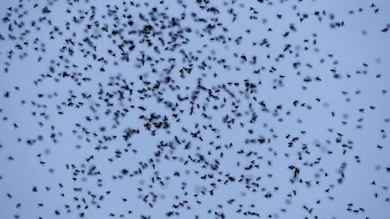 一大群小昆虫在天空中飞翔。视频下载