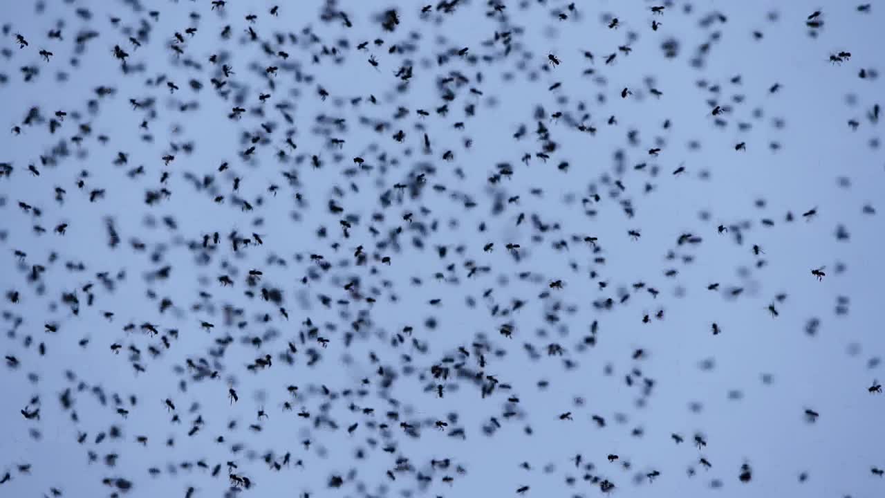 一大群小昆虫在天空中飞翔。视频下载