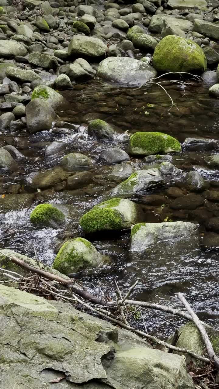 在雨林中流动的河流视频下载