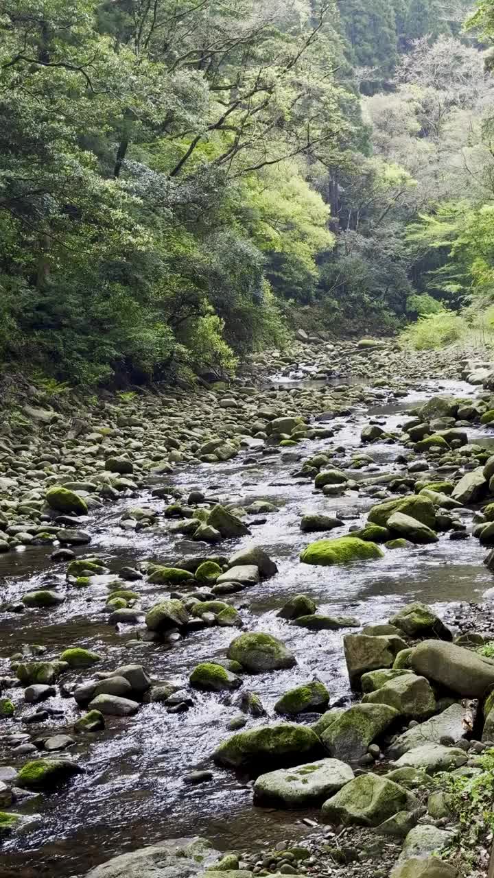 在雨林中流动的河流视频下载