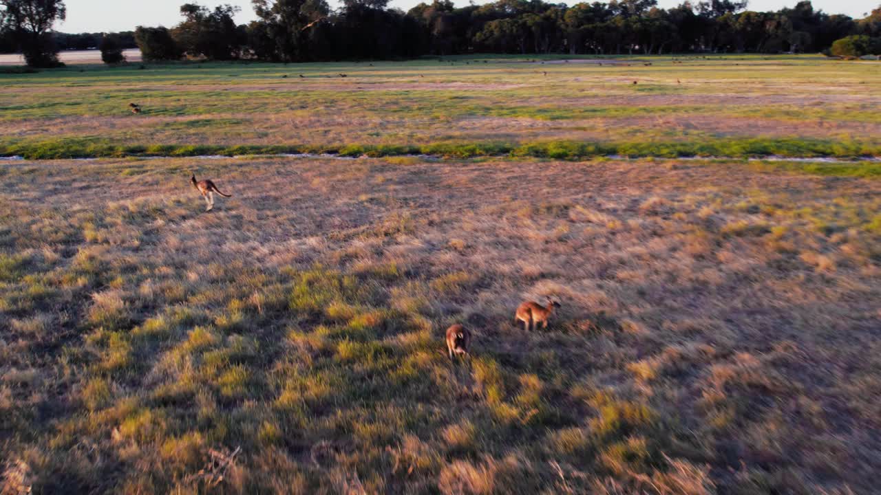 袋鼠在日落时跳跃视频下载