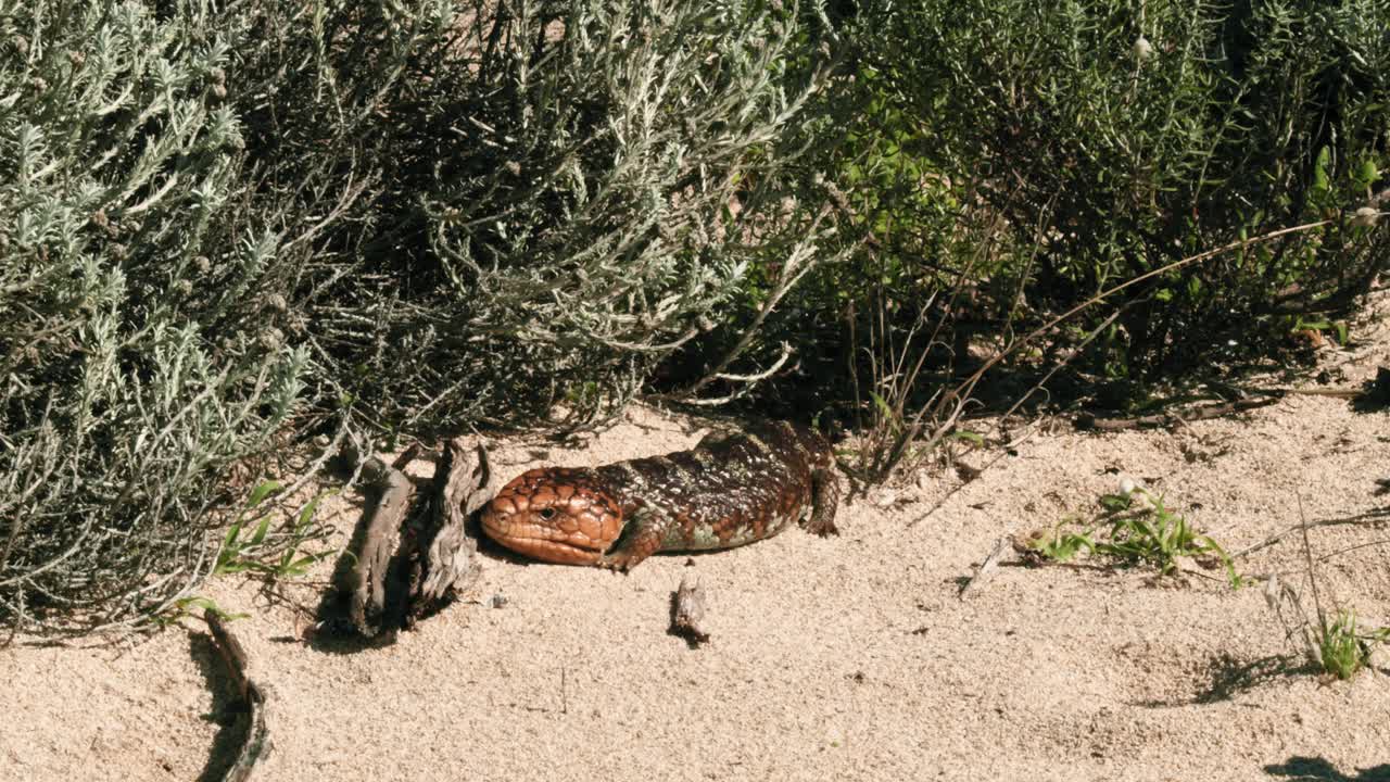 西部短尾蜥蜴在沙滩上视频下载