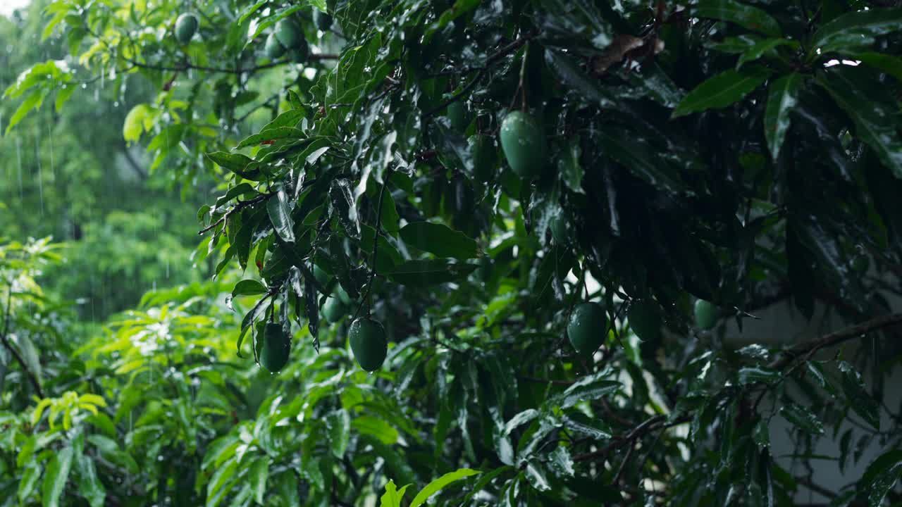 体验宁静的生活与这个热带雨水浸泡别墅花园之旅，以郁郁葱葱的芒果枝和亚洲丛林中宁静的雨声为特色。概念:亚洲房地产视频下载