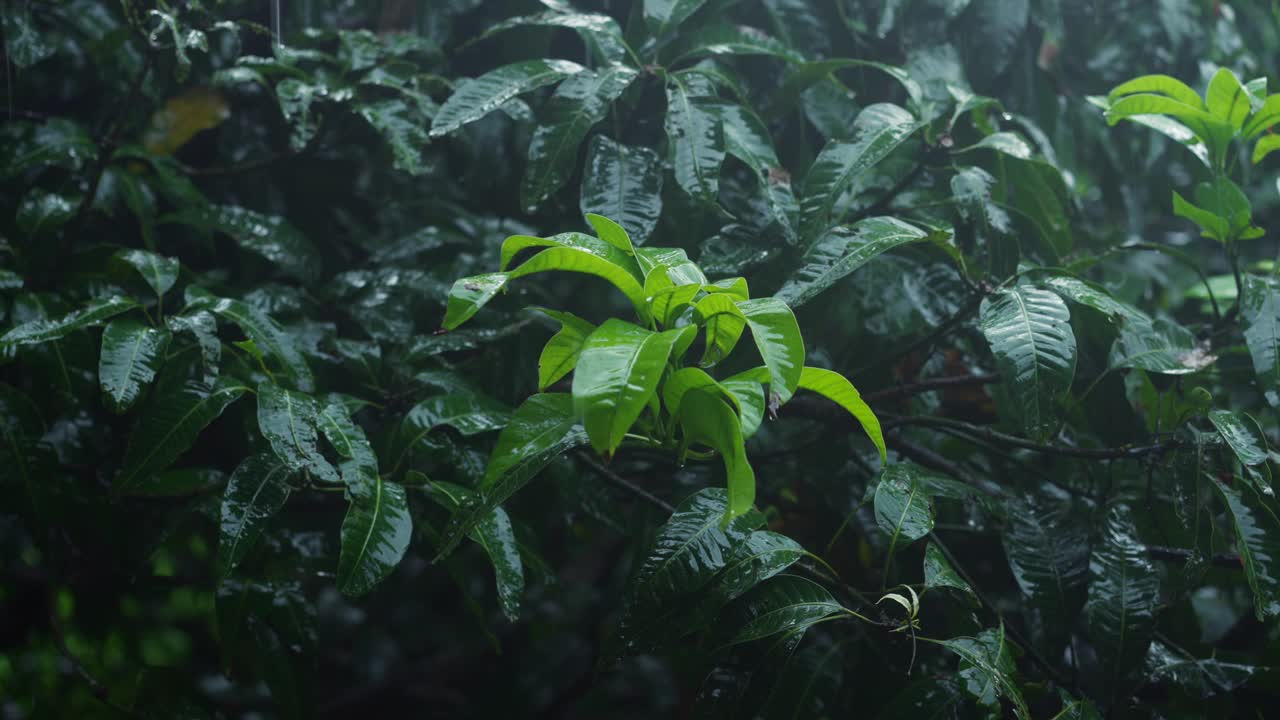 与我们的旅游指南一起探索亚洲季风的魅力，展示雨季热带雨林充满活力的生活，以及雨中闪闪发光的芒果枝。淡季旅游概念视频下载
