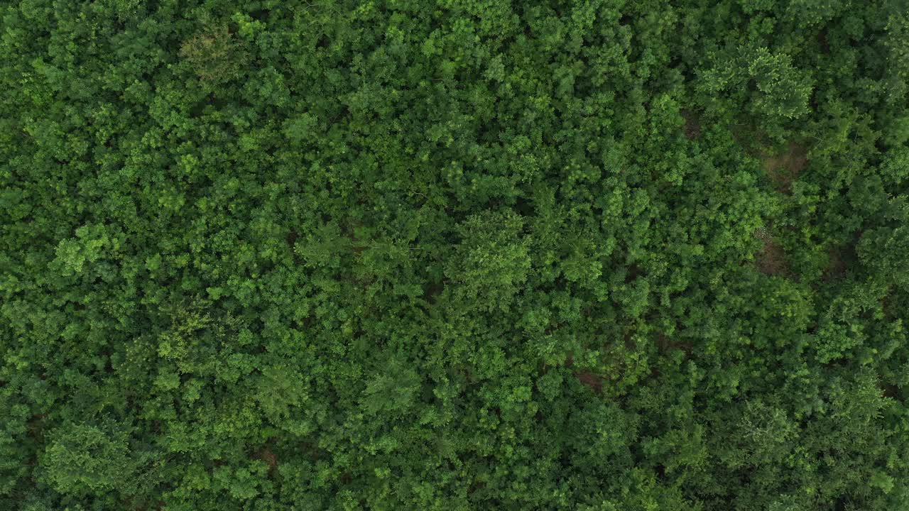 航拍的绿色森林景观在春天，无人机pov视频下载