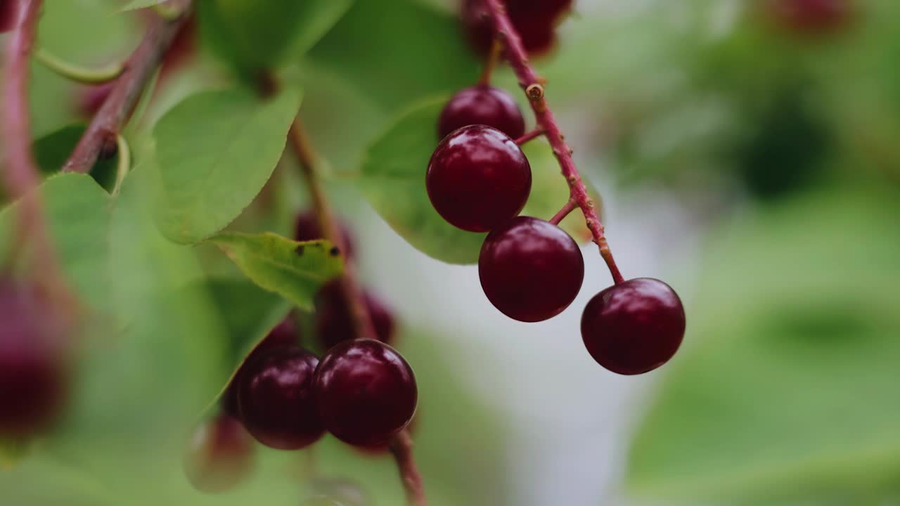 挂在灌木树枝上的浆果特写。近距离拍摄非常美味的食物。视频下载