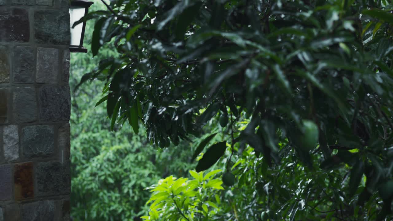 通过这段花园中潮湿的芒果树的剪辑，研究热带降雨的动态，说明气候和预测见解的典型天气模式。气候学概念，天气预报视频下载