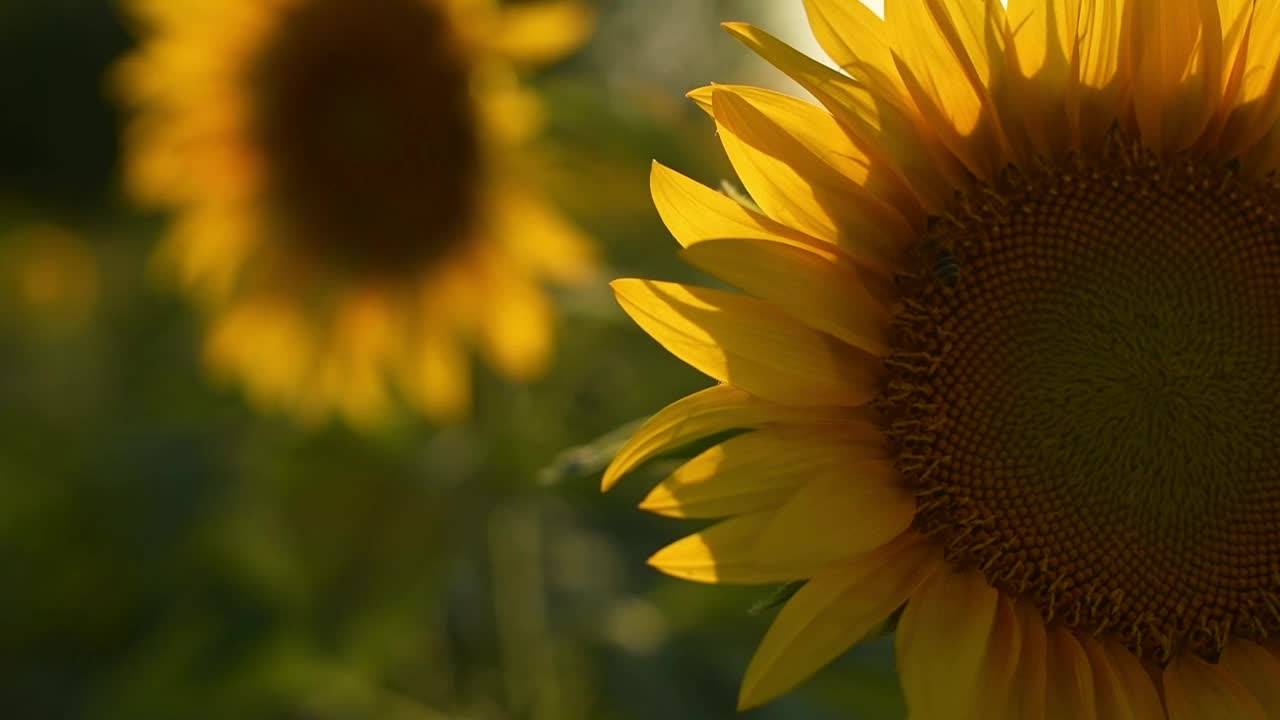 向日葵花期，夏季种植向日葵作物视频下载