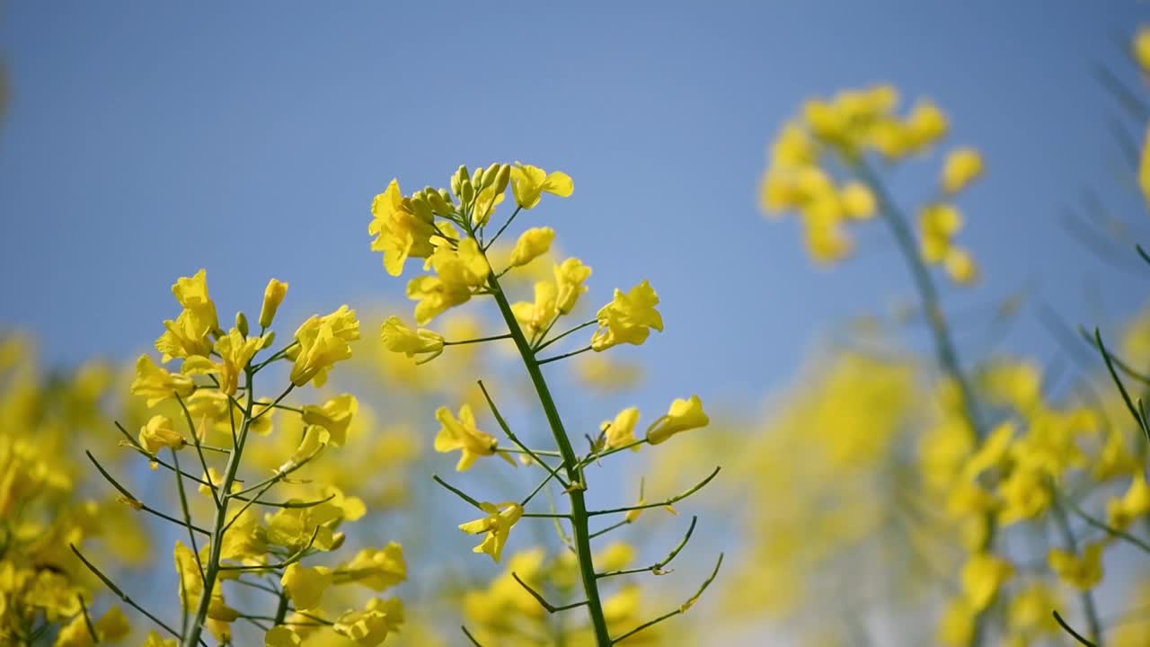 在春天阳光明媚的日子里开着黄色花朵的油菜籽作物视频下载