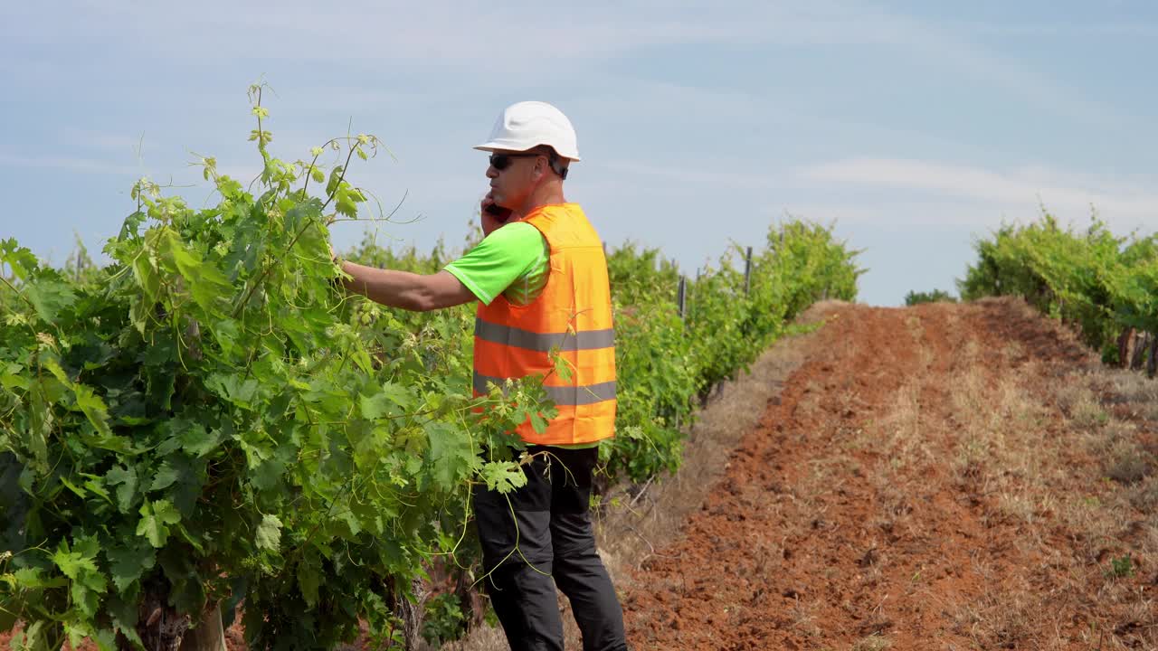 在葡萄园里检查叶子质量的农业技术人员。视频下载