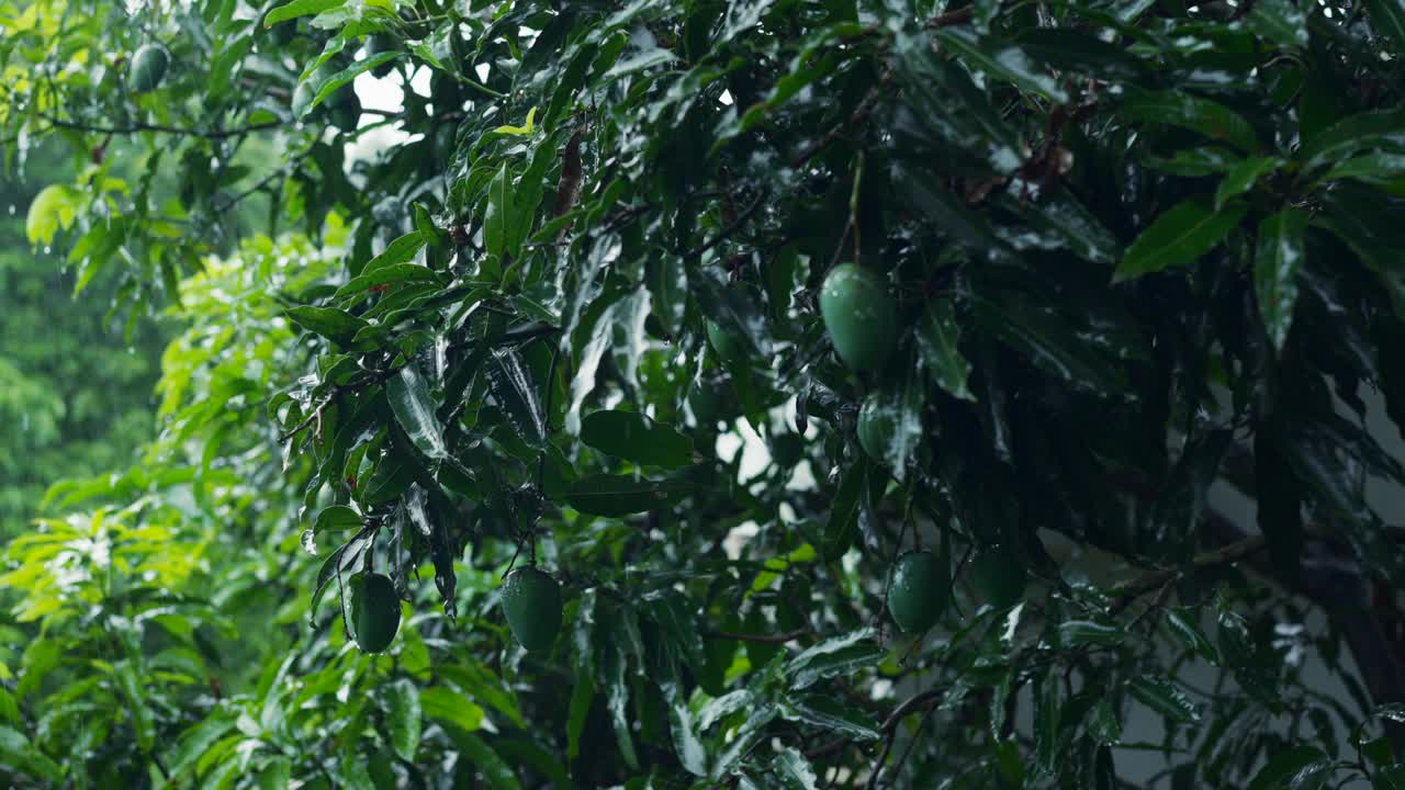 在这个沉浸式视频中发现亚洲季风季节，展示翠绿的芒果花园里的雨天，是寻求真实体验的旅行者的理想选择。亚洲旅游-雨季概念视频下载