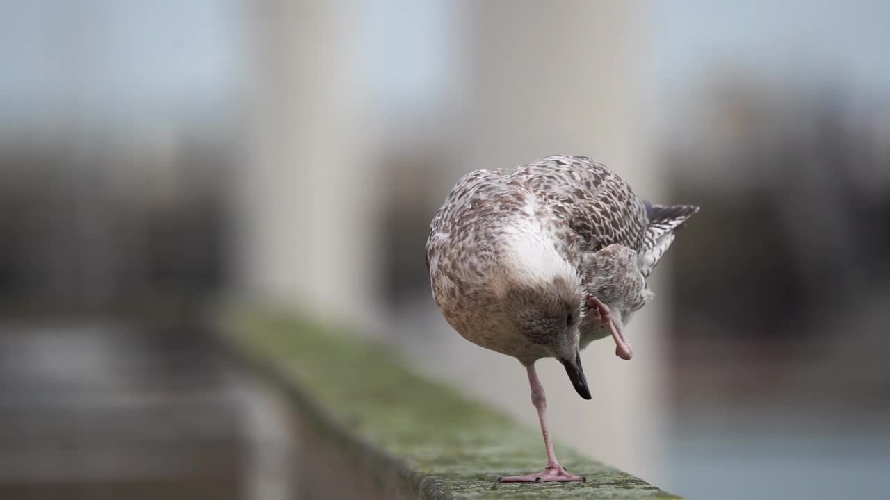 一只幼年欧洲银鸥(Larus argentatus)站在港口的栏杆上擦拭羽毛——慢动作视频下载
