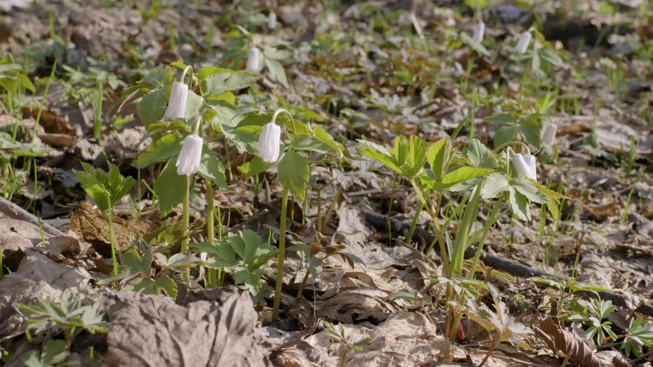 乌拉尔南部，阿尔泰银莲花在春天开花。视频下载