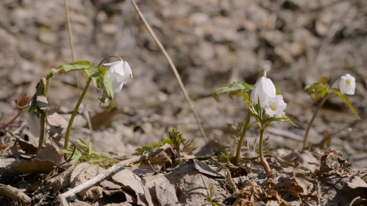 乌拉尔南部，阿尔泰银莲花在春天开花。视频下载