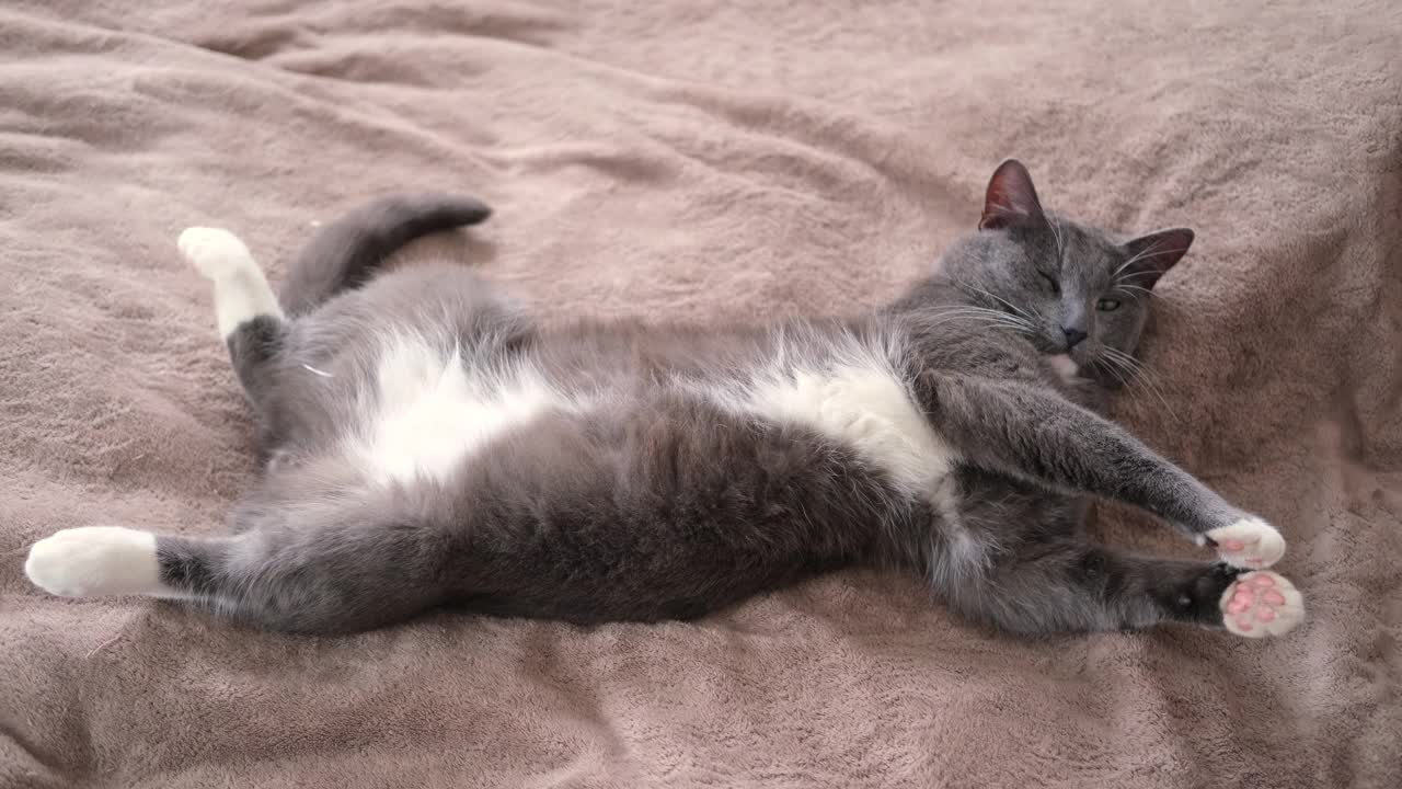 有趣的灰色小猫躺在舒适的纺织品上的肖像。爱睡的宠物。副本的空间。小猫摆姿势，伸展身体。快乐的小猫可爱的休息姿势。爱动物。基蒂特写视频下载