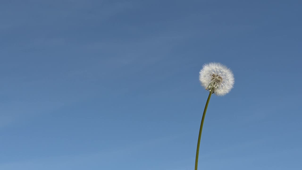 在晴朗的日子里，蒲公英白色的花籽头在微风中摇曳，衬着蓝天视频下载