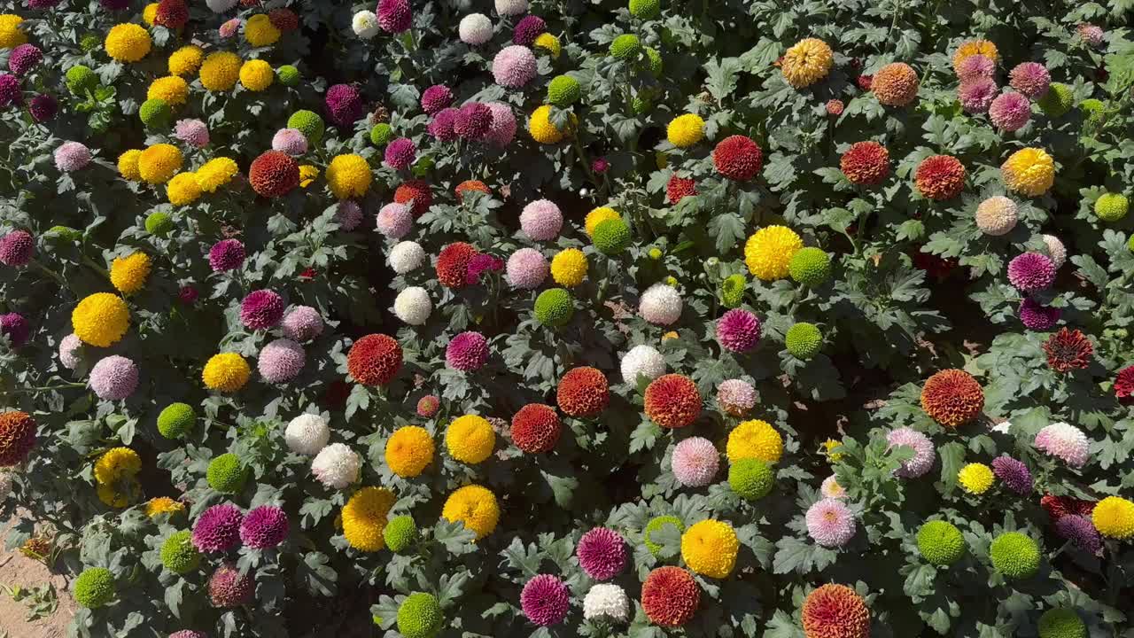 园林花卉背景，自然背景视频下载