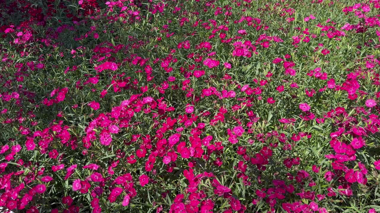 园林花卉背景，自然背景视频下载