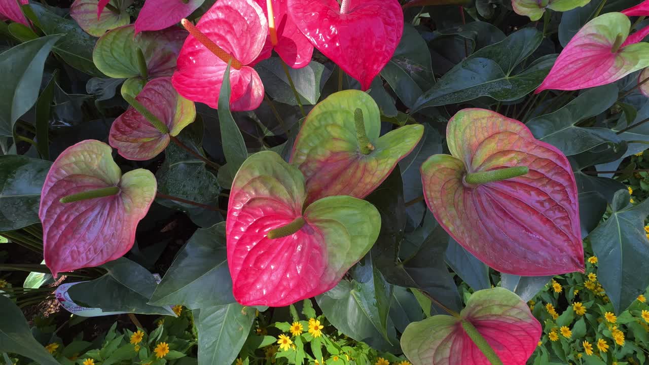 红掌花园的花视频下载