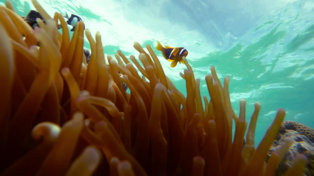海洋生物在美丽的珊瑚礁上红海-马萨阿拉姆-埃及。视频下载