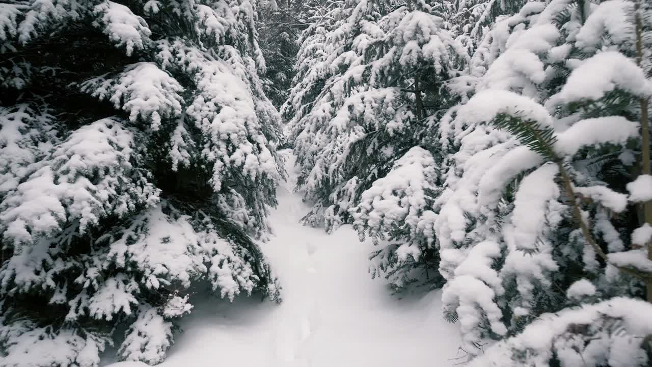 沿着风景如画的森林小径进行越野滑雪。越野滑雪道特写。视频下载