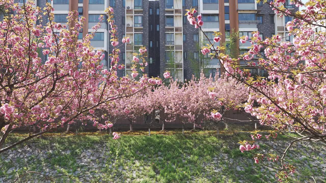 城市里一排粉红色的樱花视频素材