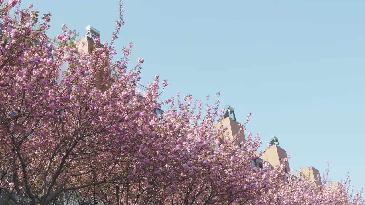 城市里一排粉红色的樱花视频下载