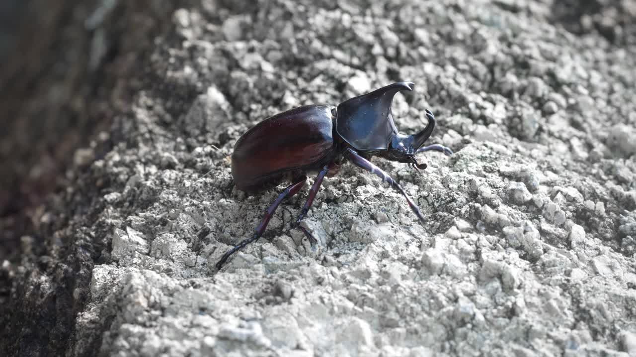 巨大的热带犀牛甲虫在野外沿着石头表面爬行。野生的雄性犀牛甲虫。朝甲或犀牛甲是圣甲虫科圣甲虫亚科视频下载
