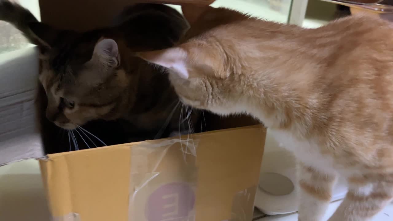 纸盒里的猫视频下载