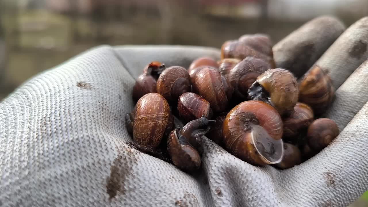 蜗牛农场特写园艺软体动物自然生态绿化春夏视频下载