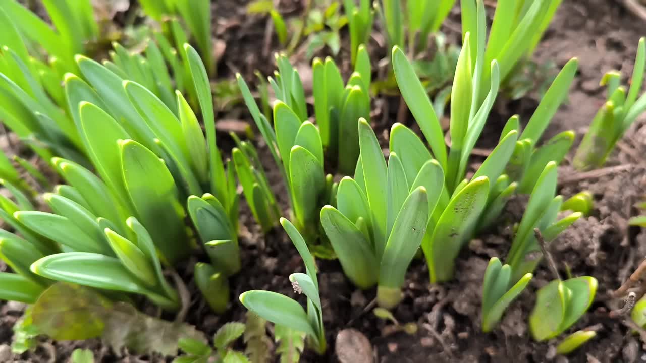 早春叶农业植物学雪花莲地面发芽自然园艺户外绿色植物视频下载