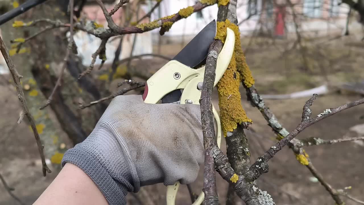 园丁修剪修剪灌木苹果树枝耕作春天在户外工作生态农业妇女手乡村绿色植物植物学视频下载