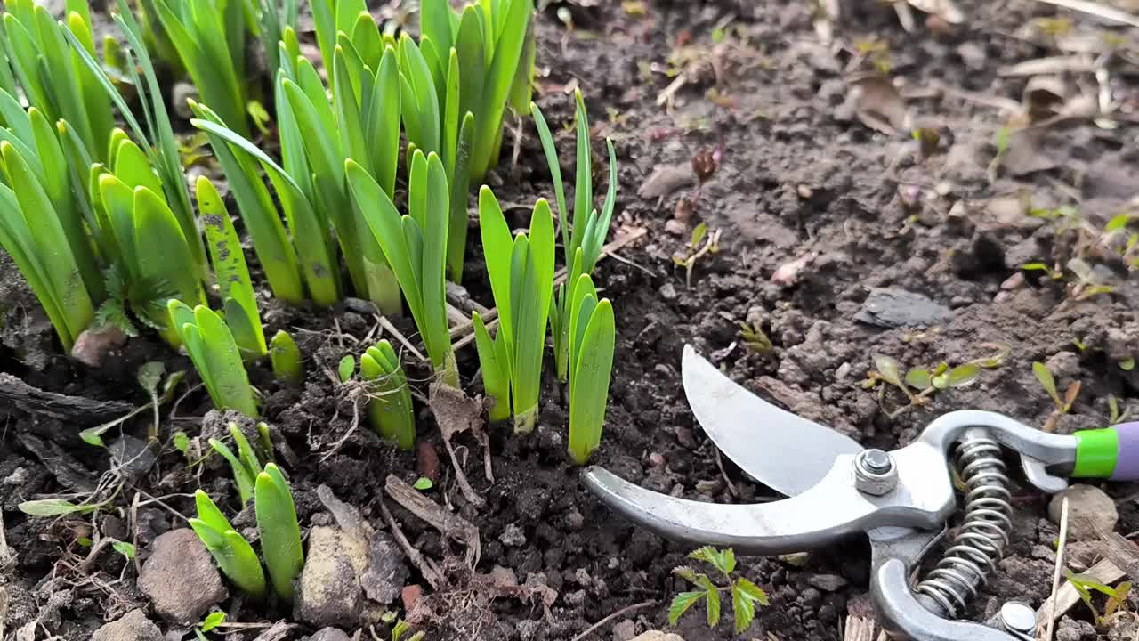 早春落叶农业植物学雪花莲地芽自然园艺绿色户外花园修剪器视频下载