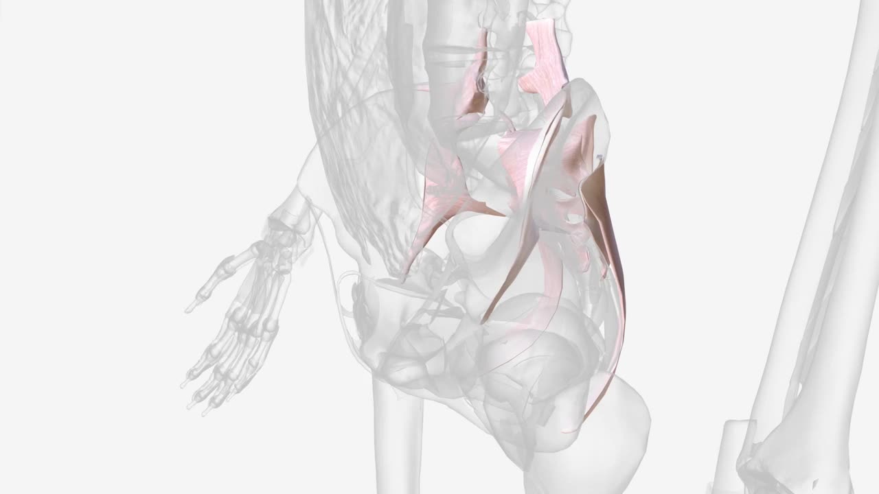 骶髂骨间韧带·连接骶骨外表面(下脊柱的三角形部分)和髂骨内表面(髋骨)视频下载