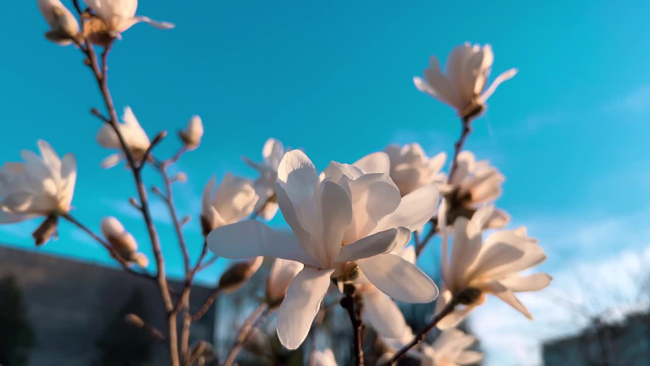 初春花蕾盛开的玉兰幼树。视频下载