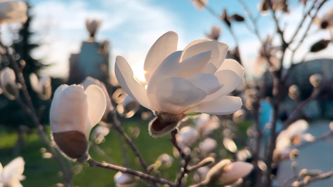初春花蕾盛开的玉兰幼树。视频下载