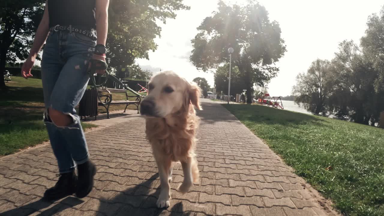 女孩与一只金毛猎犬散步视频下载