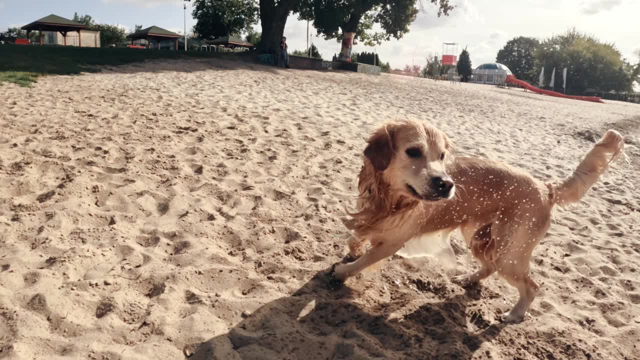 狗在海滩上玩耍，抖水视频下载
