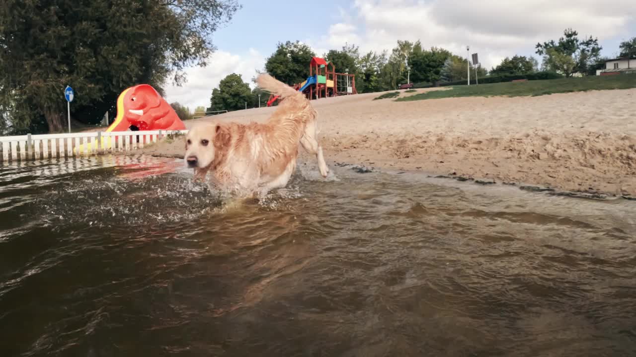 可爱的金毛猎犬在水里奔跑和跳跃视频下载