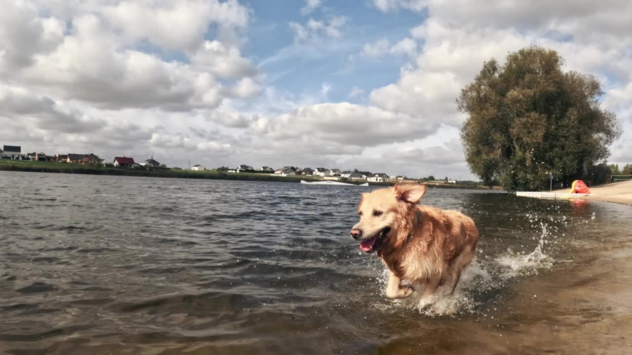 年轻的金毛猎犬在水里奔跑视频下载