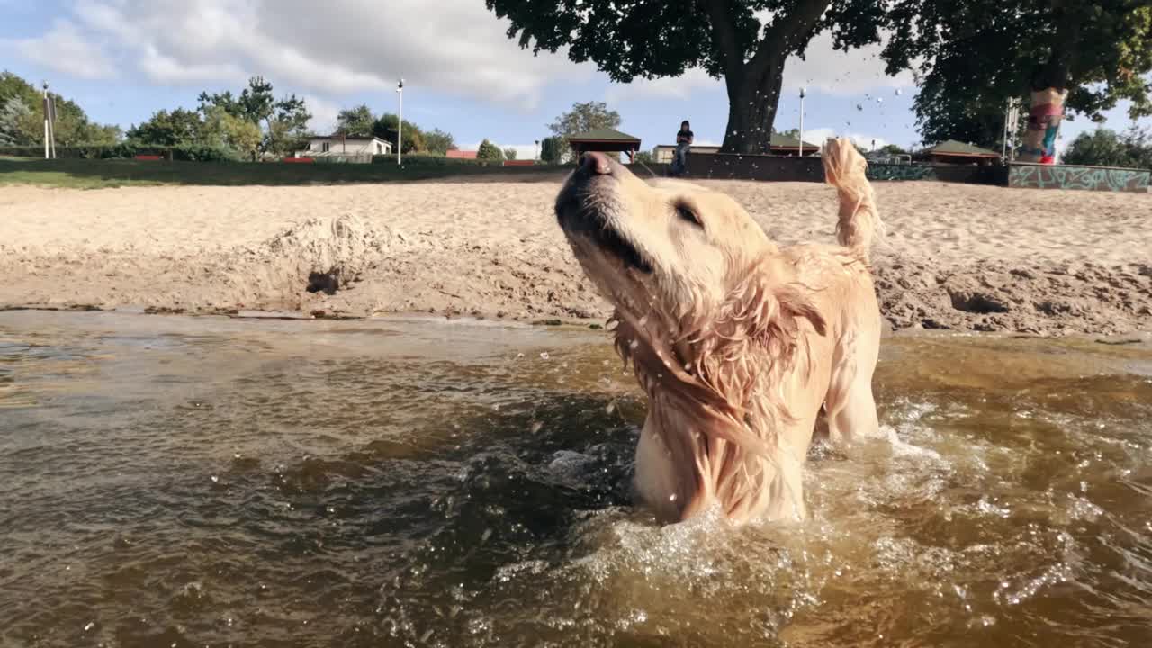 可爱有趣的金毛猎犬在水中摇晃视频下载