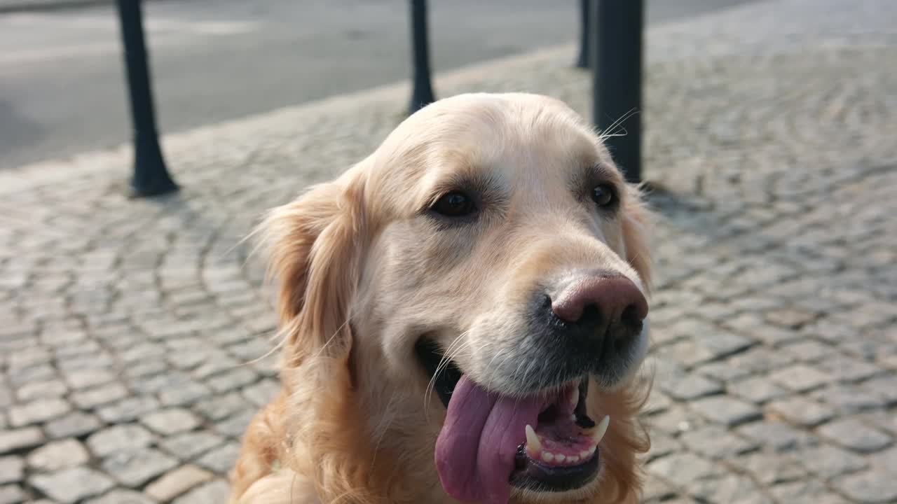 可爱的金毛猎犬在炎热的城市街道上伸出舌头视频下载