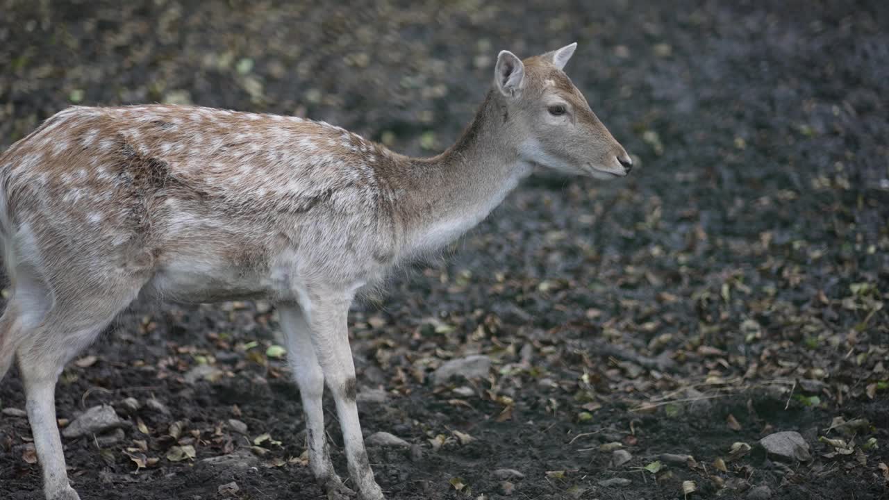 迷失的白尾小鹿在秋天的树林中漫步寻找食物，慢动作视频下载