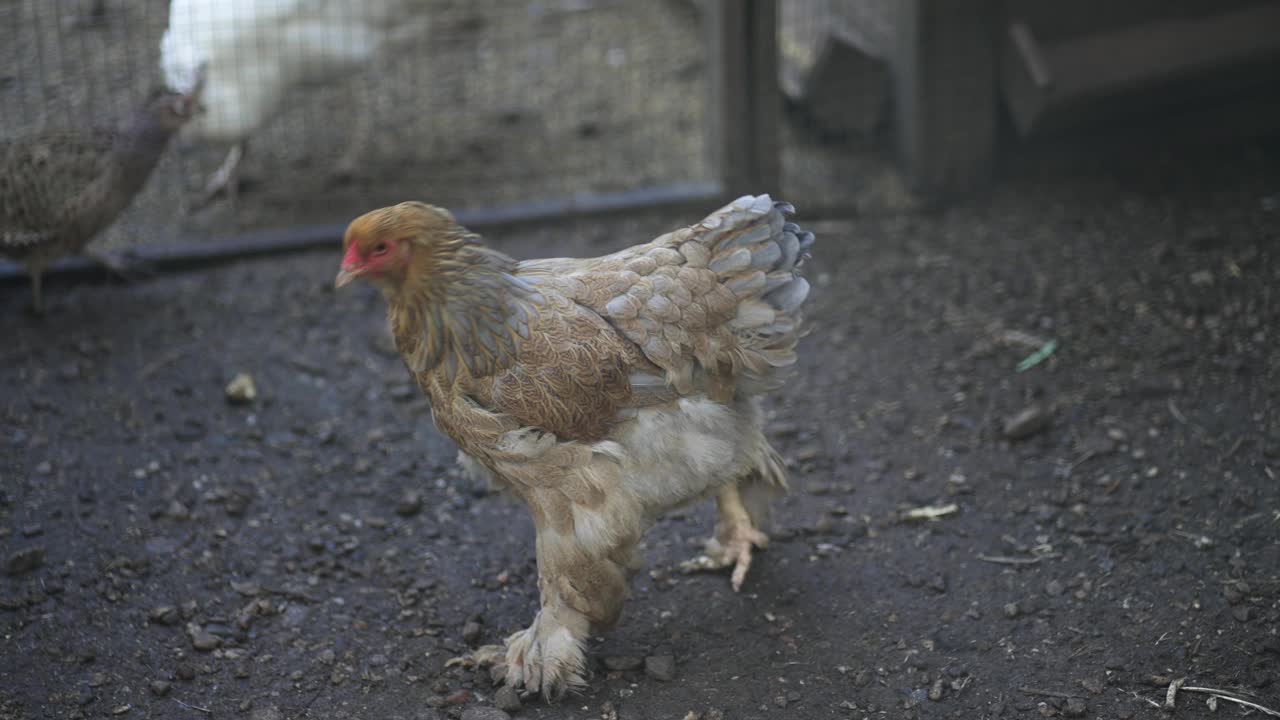 母鸡在农场漫步，慢动作视频下载
