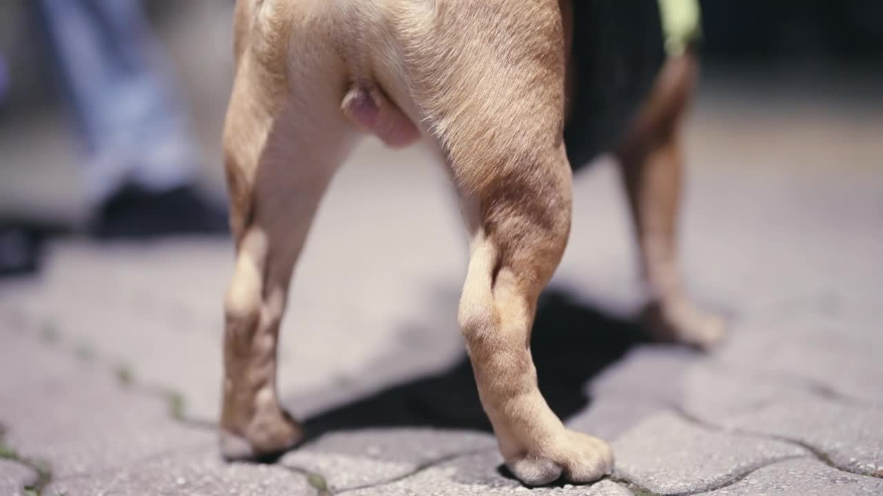 法国斗牛犬犬站在户外公园在夜晚的城市灯光，选择性聚焦孤立的电影镜头视频下载