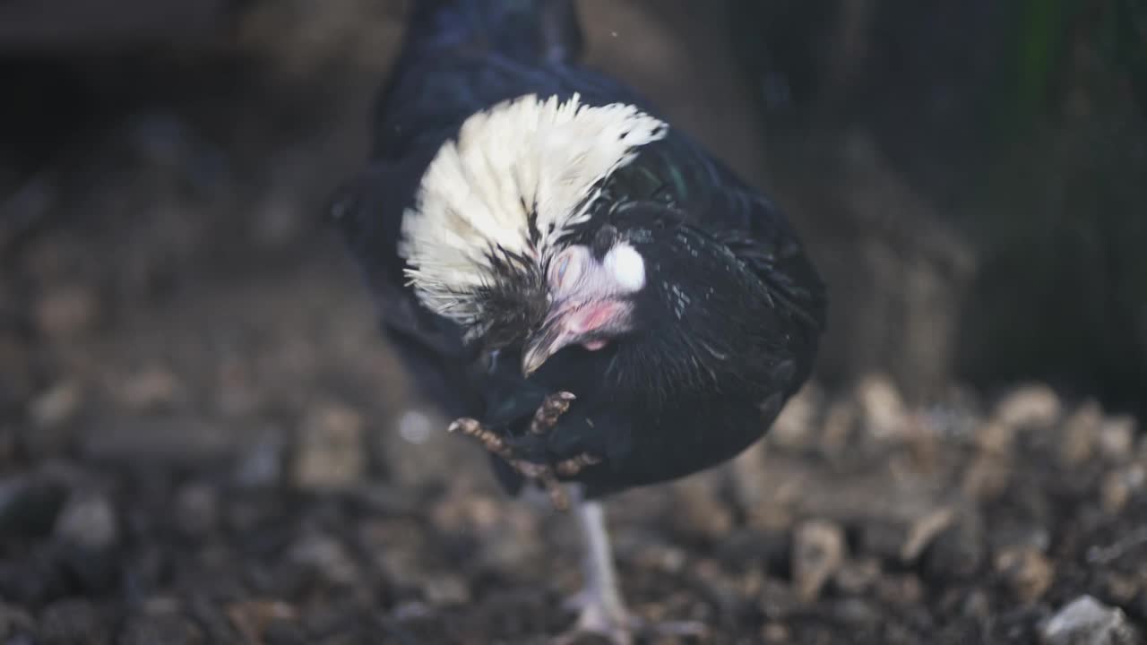 装饰银带黑色抛光鸡抓喙农场，选择性聚焦慢动作视频下载