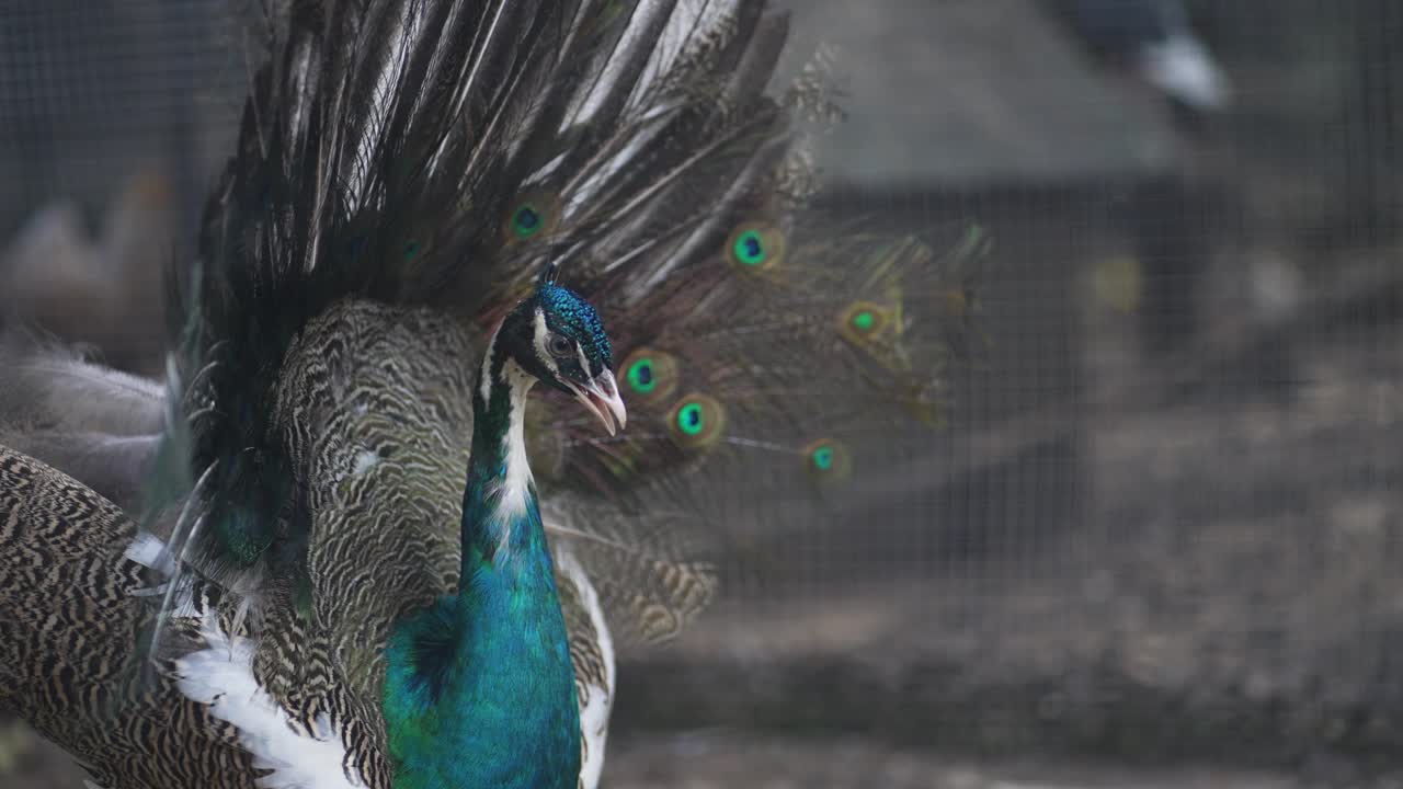 孔雀把尾巴上五颜六色的羽毛抖出来，慢动作视频下载