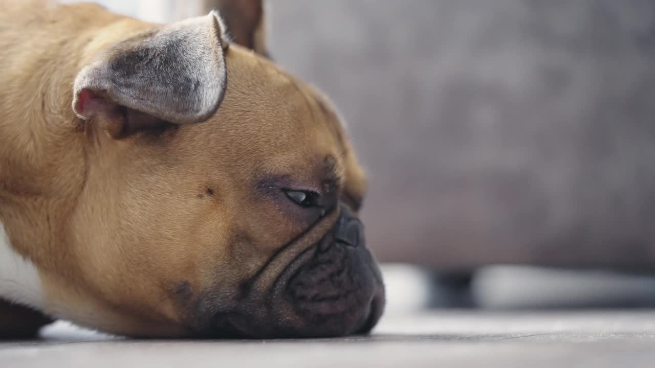 睡眼惺松的法国牛头犬狗在慵懒的时候在门口的地板上休息，慢动作视频下载