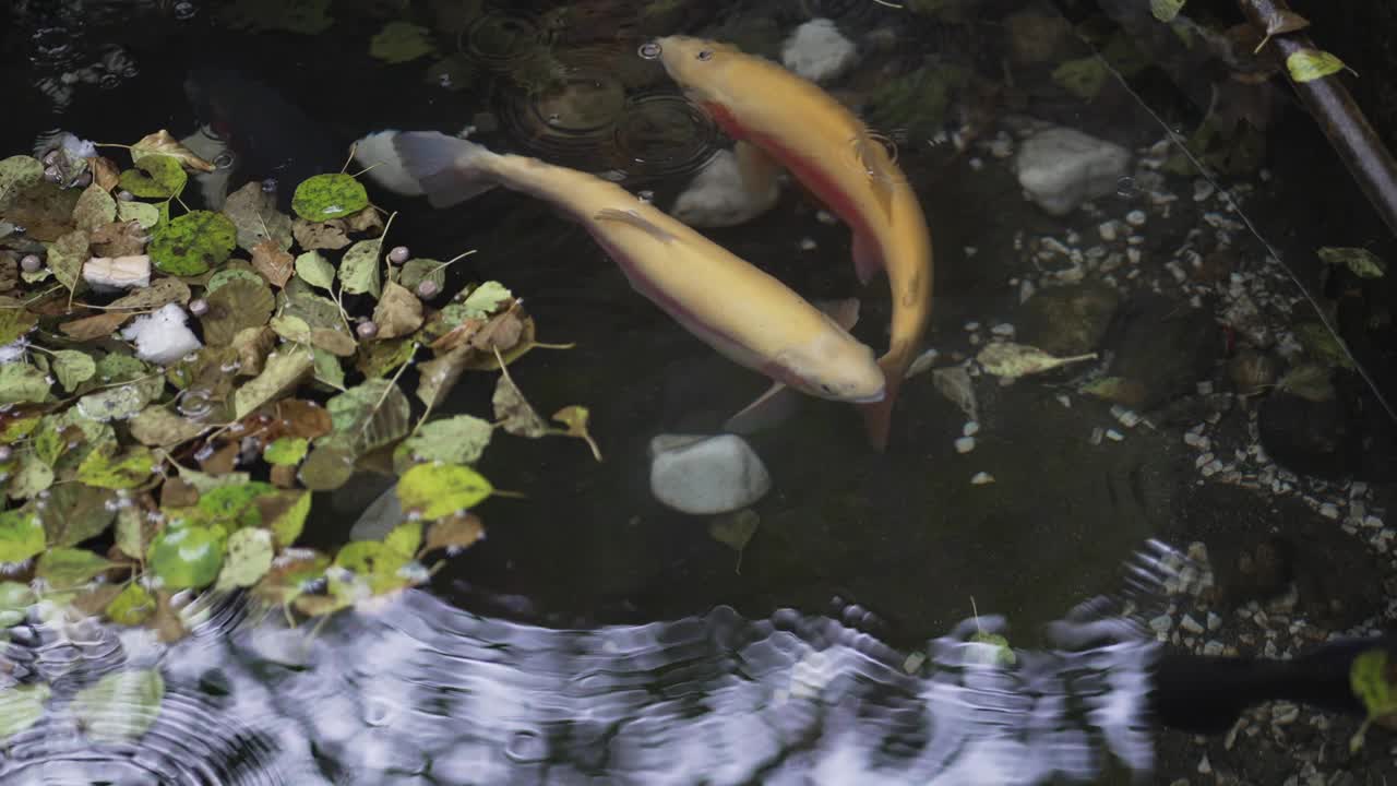 锦鲤鱼在清澈的湖水中游动，被雨点溅起，动作缓慢视频下载